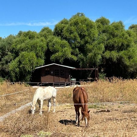 Cabana Rustica En Un Rancho Con Caballos, Prado Del Rey, Andalucia 外观 照片
