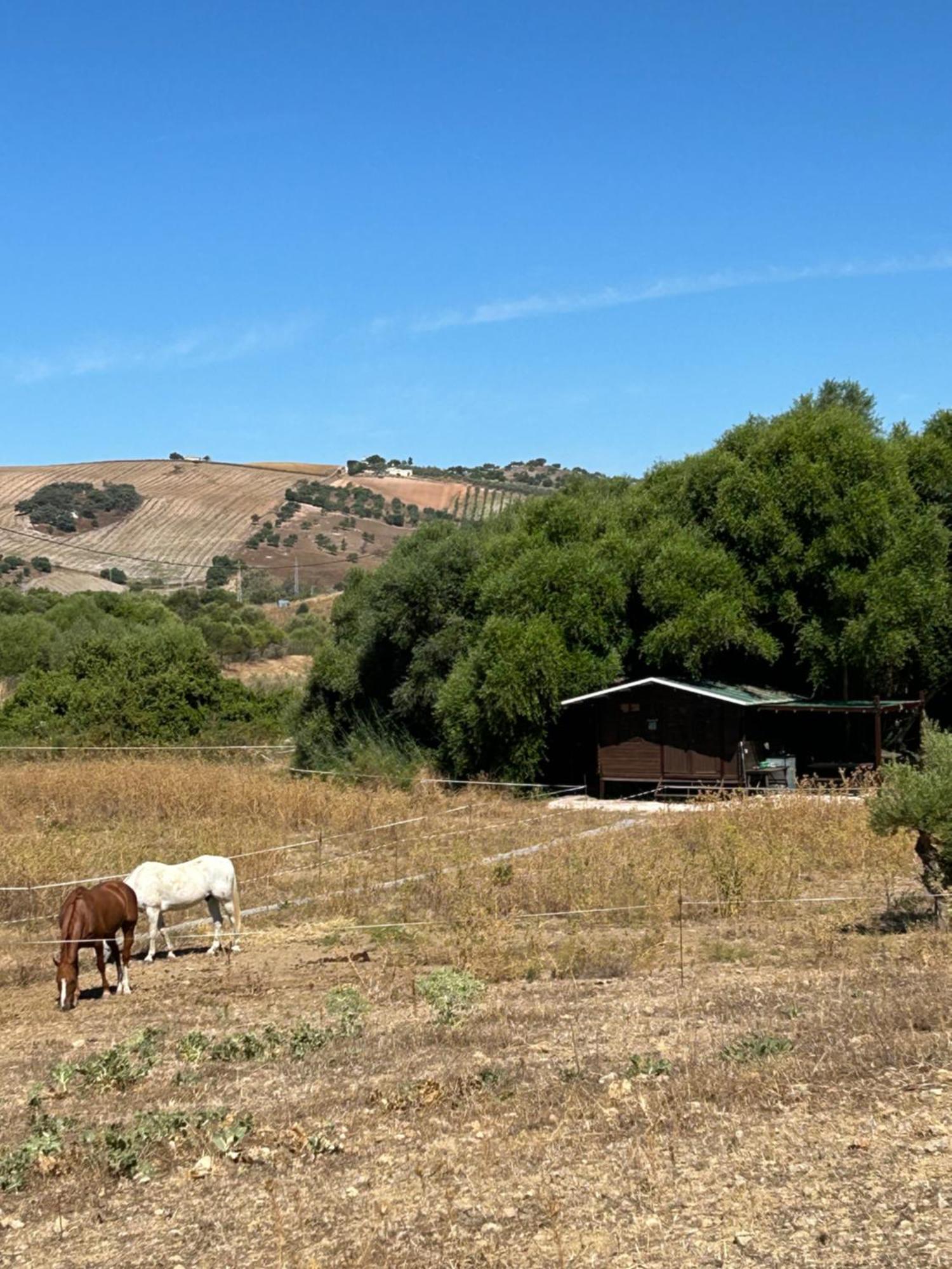 Cabana Rustica En Un Rancho Con Caballos, Prado Del Rey, Andalucia 外观 照片