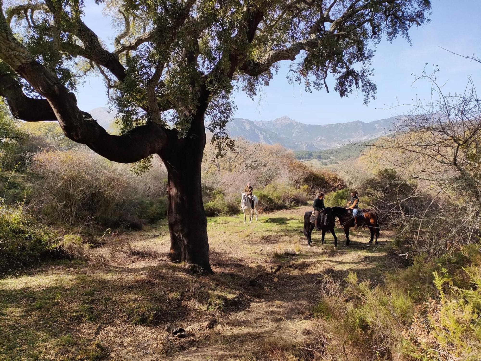 Cabana Rustica En Un Rancho Con Caballos, Prado Del Rey, Andalucia 外观 照片