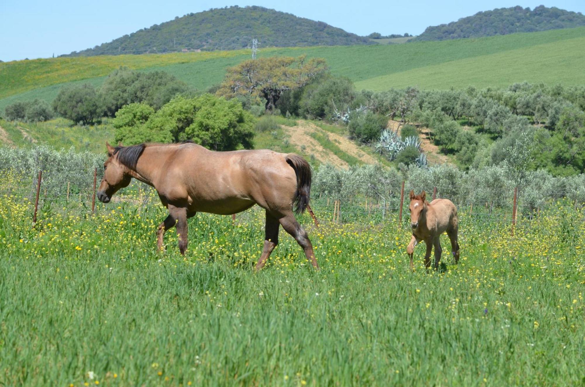 Cabana Rustica En Un Rancho Con Caballos, Prado Del Rey, Andalucia 外观 照片