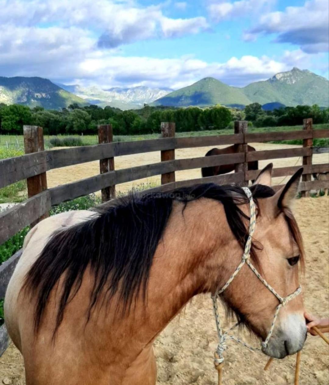 Cabana Rustica En Un Rancho Con Caballos, Prado Del Rey, Andalucia 外观 照片