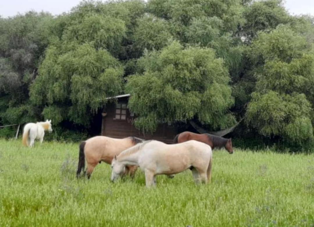 Cabana Rustica En Un Rancho Con Caballos, Prado Del Rey, Andalucia 外观 照片